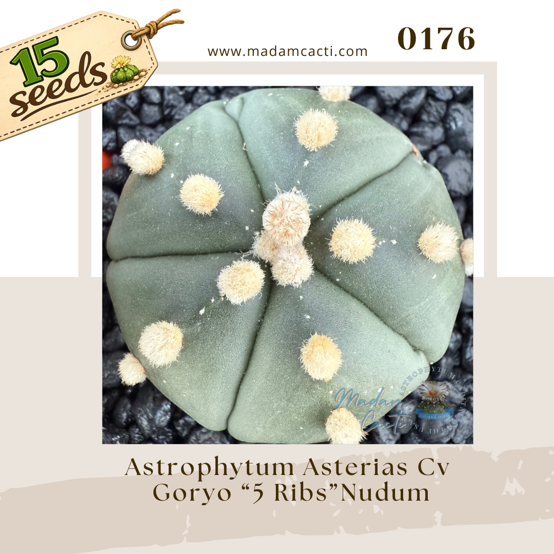 0176 – Astrophytum Asterias Cv. Goryo “5 Ribs” Nudum (15 Seeds)