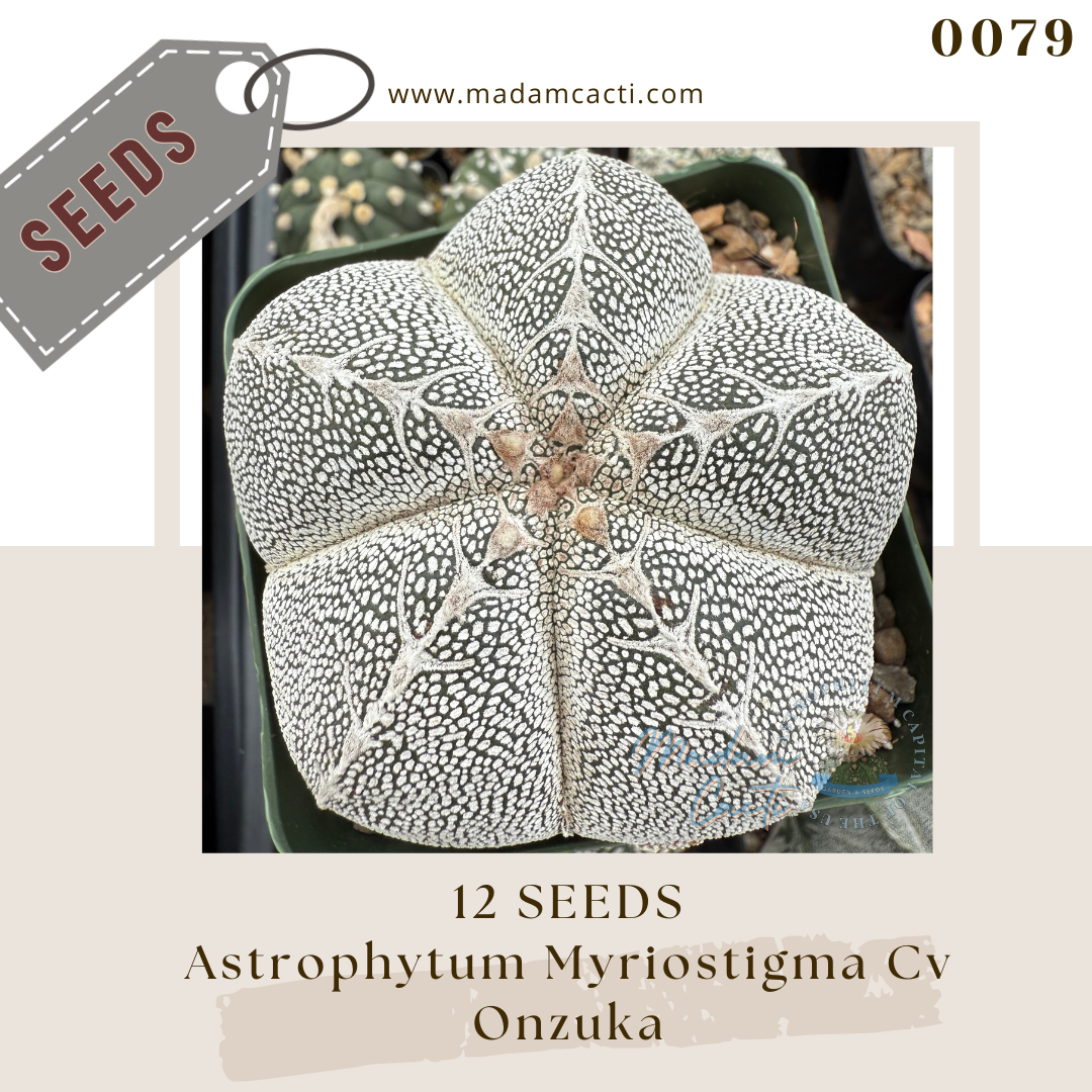 0079 Astrophytum Myriostigma Cv Onzuka  (12 Seeds)