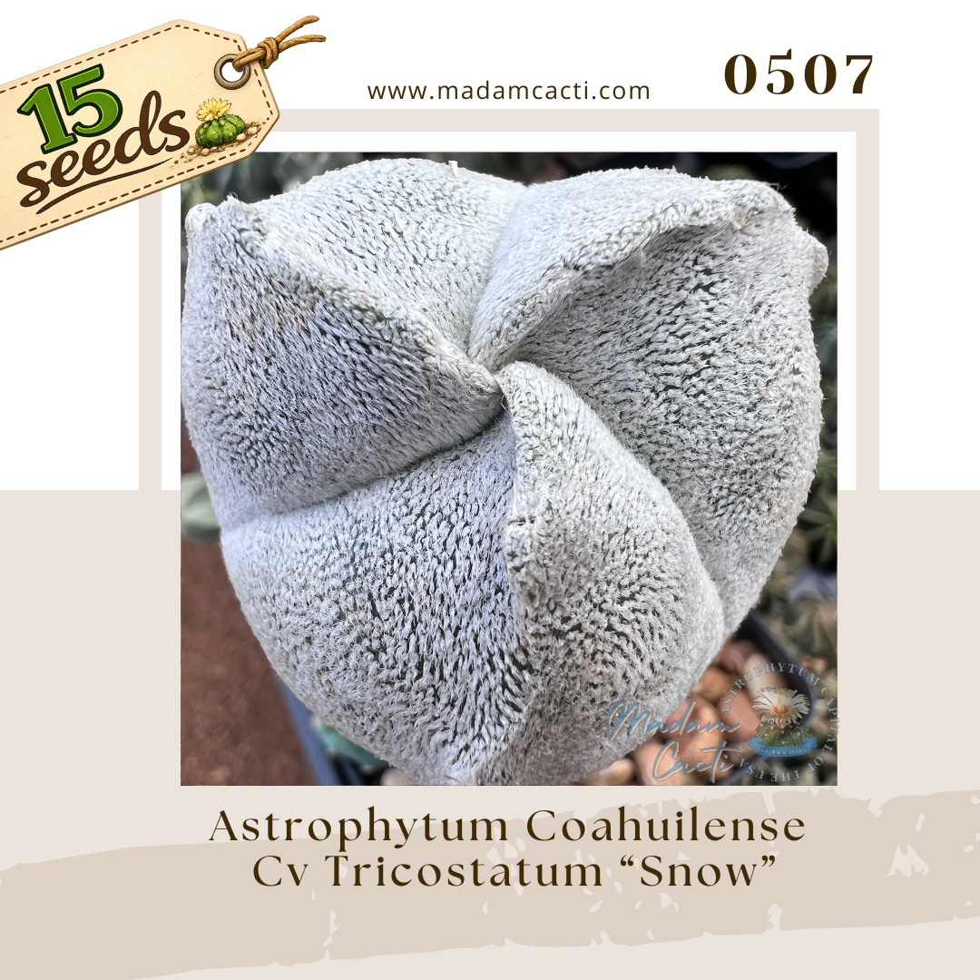 0507 – Astrophytum Coahuilense Cv. Tricostatum “Snow” (15 Seeds)