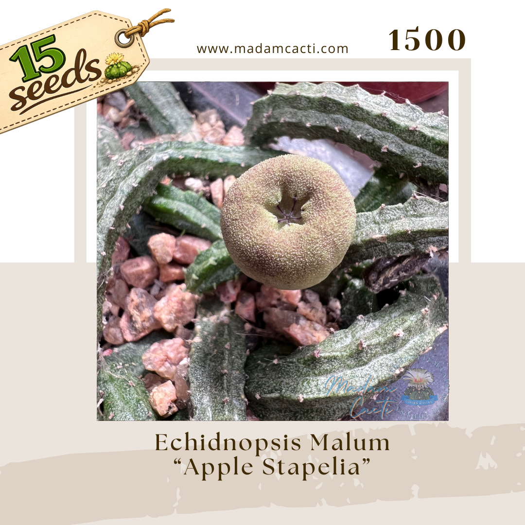 1500 – Echidnopsis Malum “Apple Stapelia” (15 Seeds)