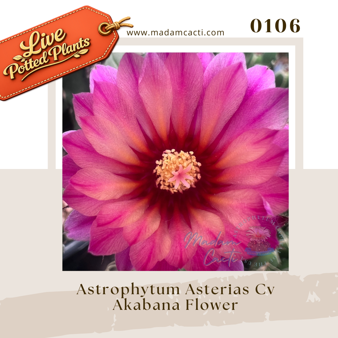 0106 – Astrophytum Asterias Cv. Akabana Flower Live Potted Plant