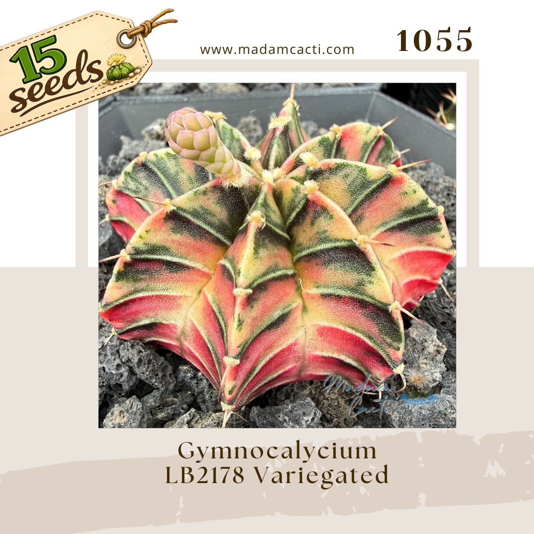 1055 – Gymnocalycium LB2178 Variegated (15 Seeds)
