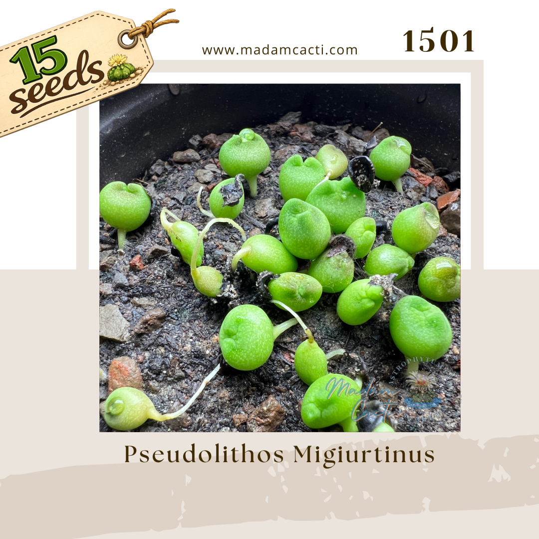 Seed Listing Other Rarities (7).png