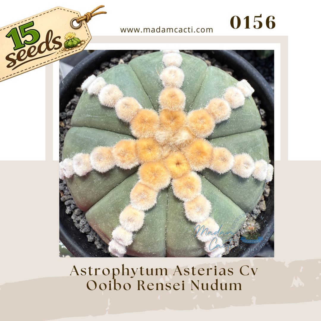 0156 – Astrophytum Asterias Cv. Ooibo Rensei Nudum (15 Seeds)