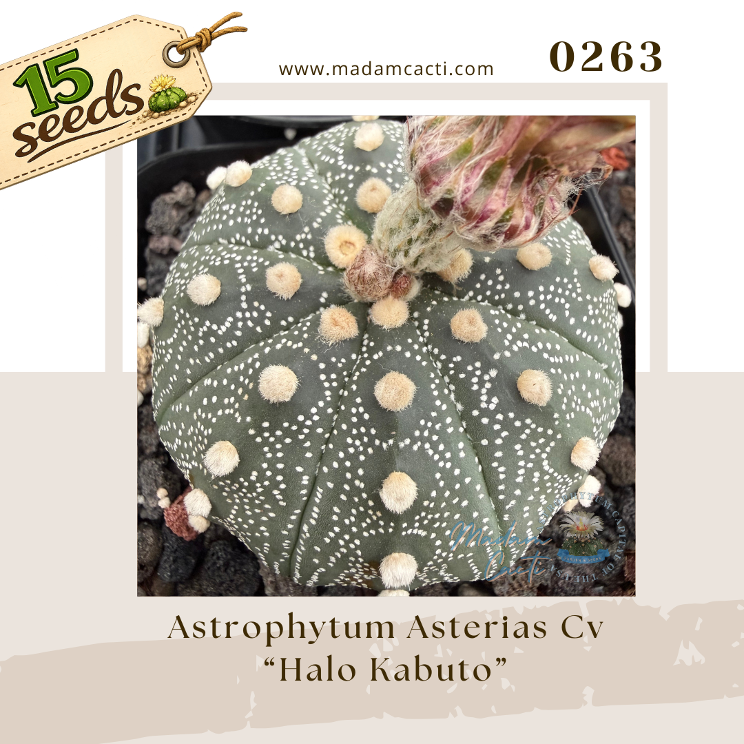 0263 – Astrophytum Asterias Cv. “Halo Kabuto” (15 Seeds)