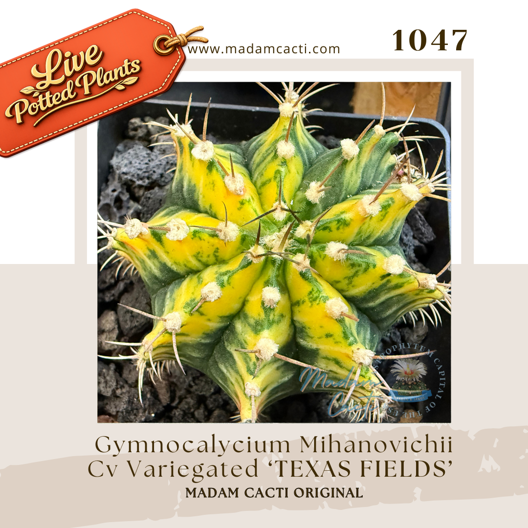 Live Potted Gymnocalycium (5).png