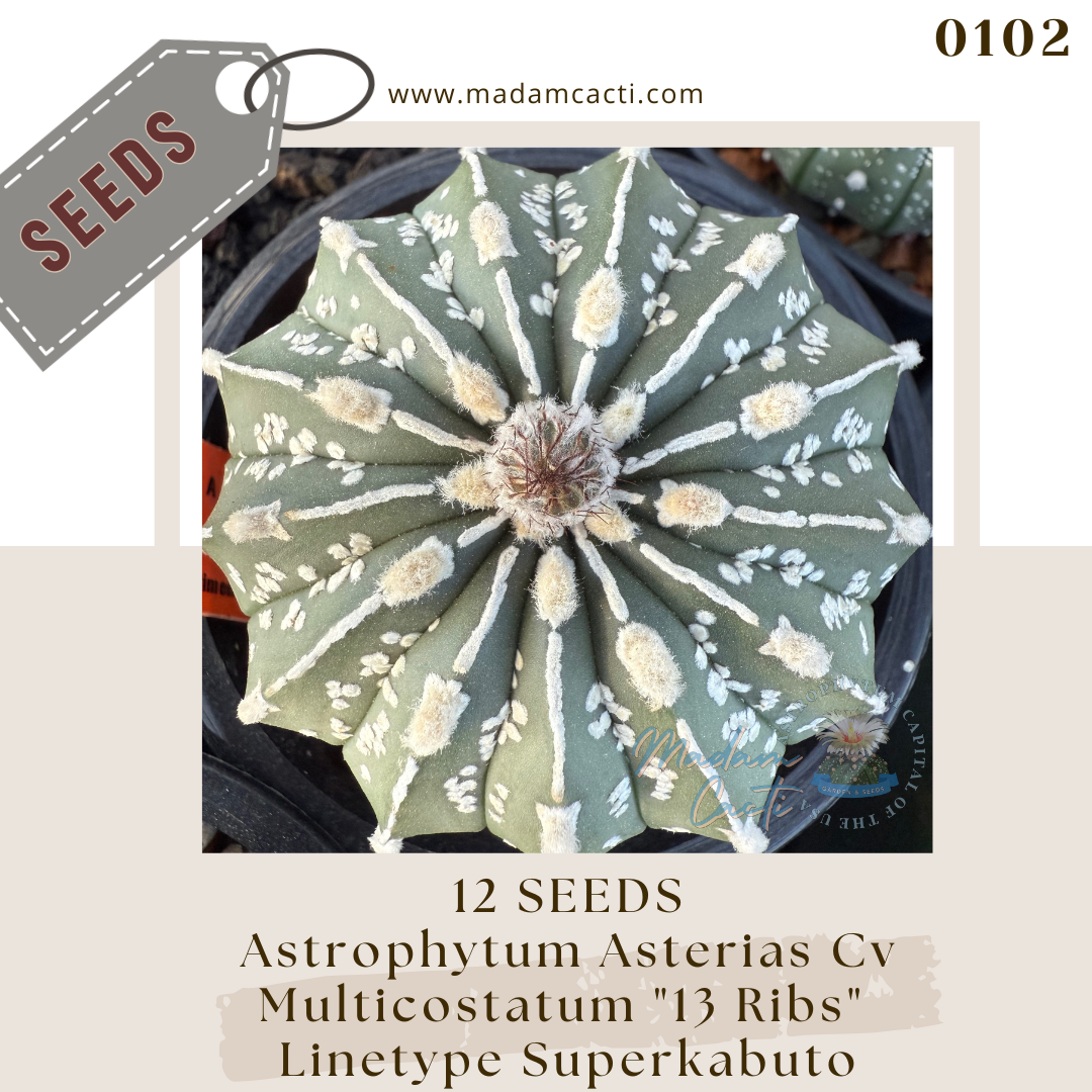 Seeds (41).png