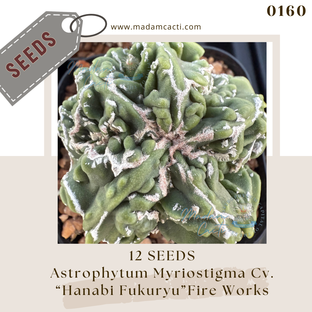 0160 Astrophytum Myriostigma Cv. “Hanabi Fukuryu” Fire Works (12 Seeds)