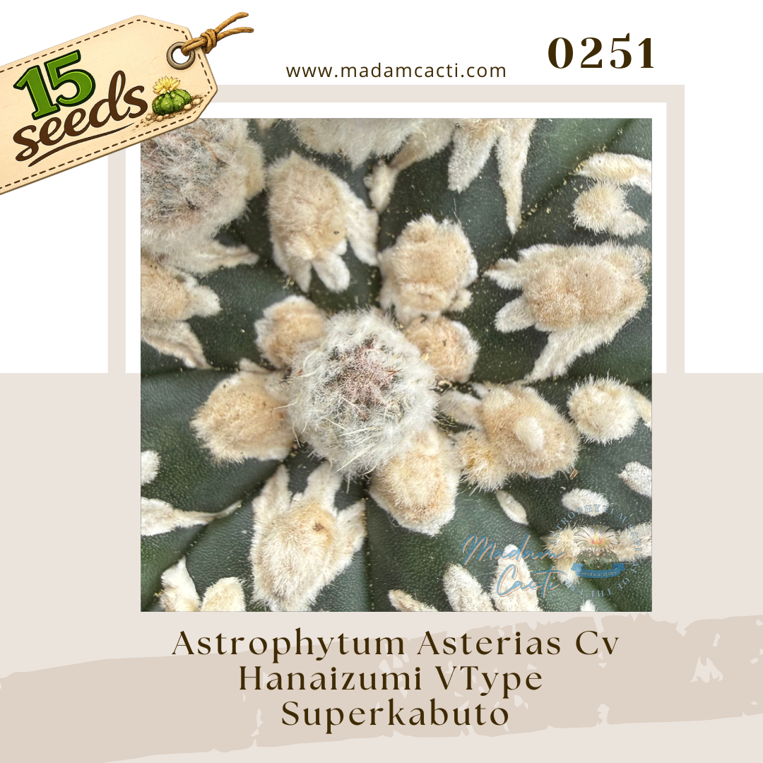 Seed Listing - ASTERIAS (58).png