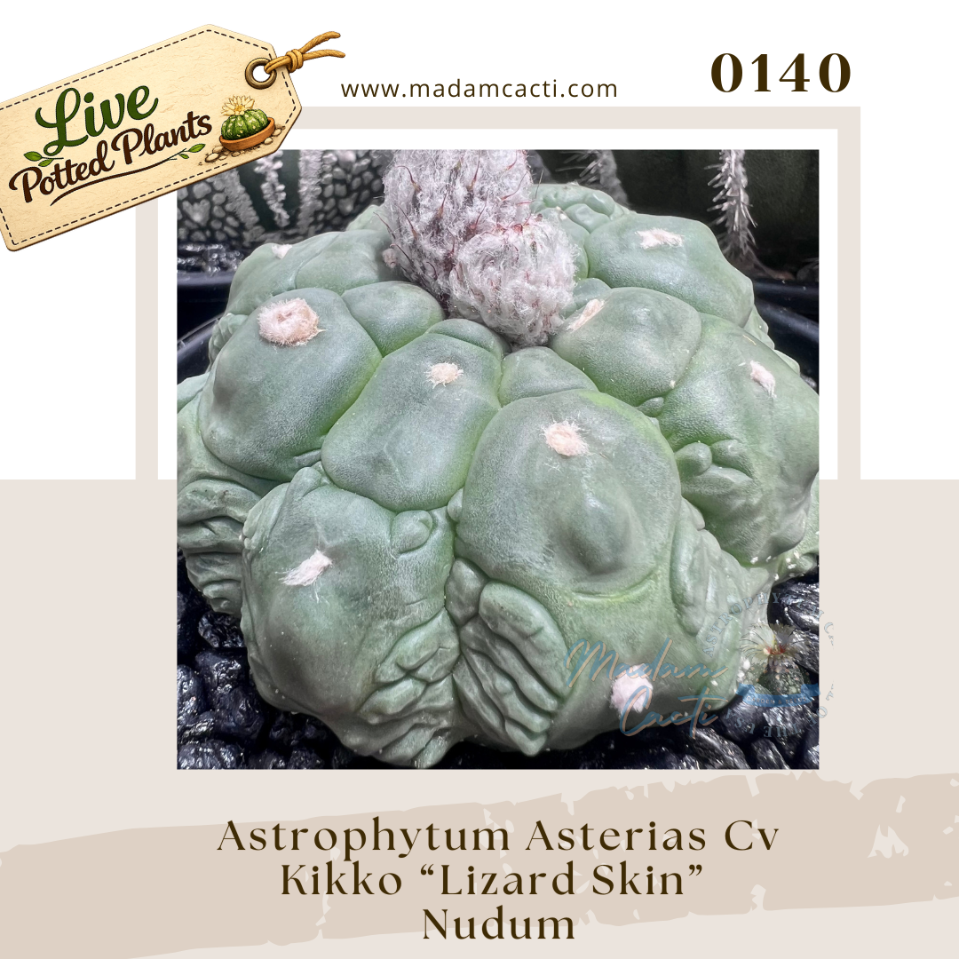 Asterias Live Plants (24).png