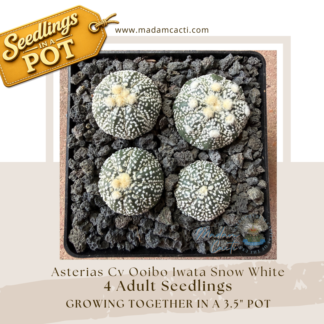 Seedlings In a Pot (10).png