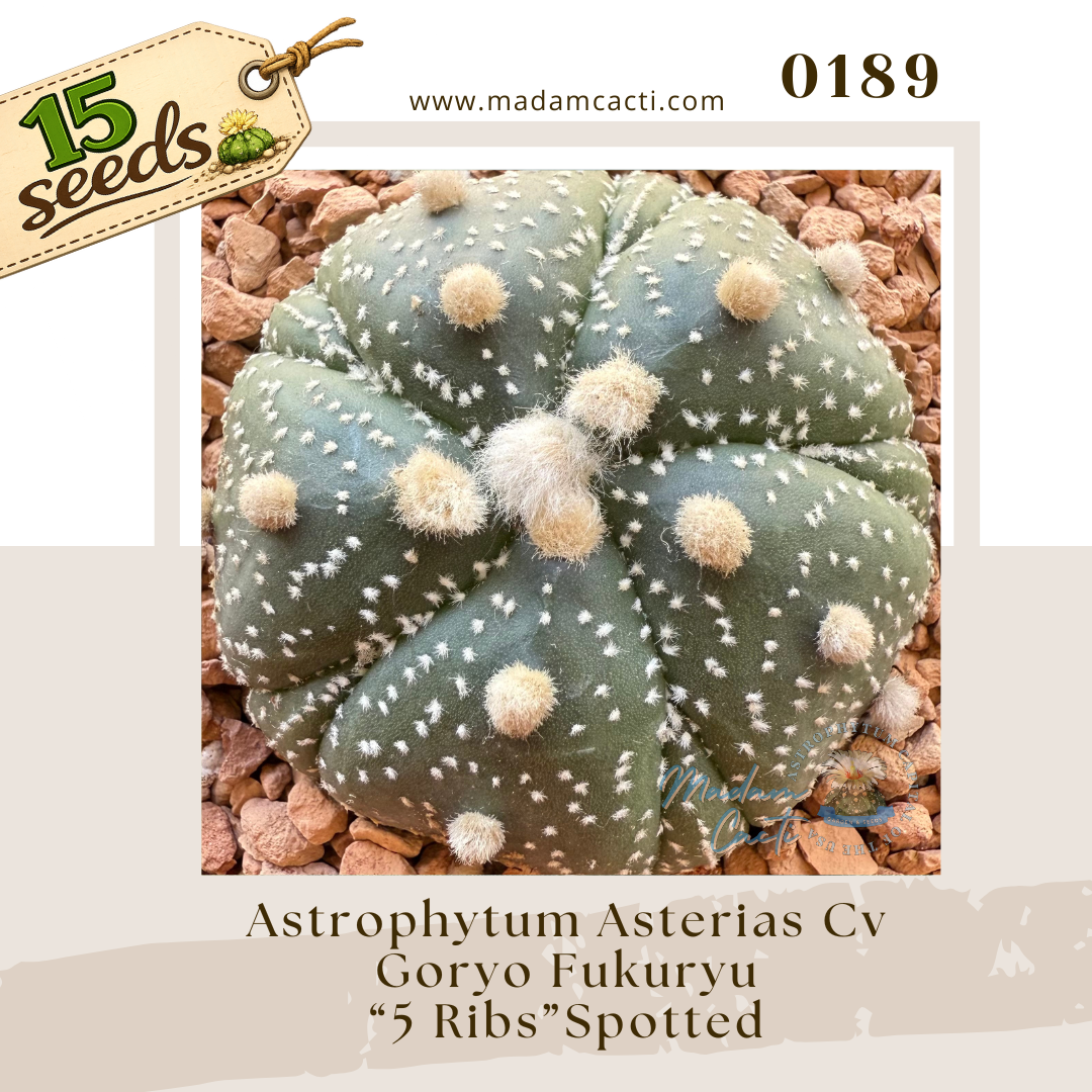 0189 – Astrophytum Asterias Cv. Goryo Fukuryu “5 Ribs” Spotted (15 Seeds)