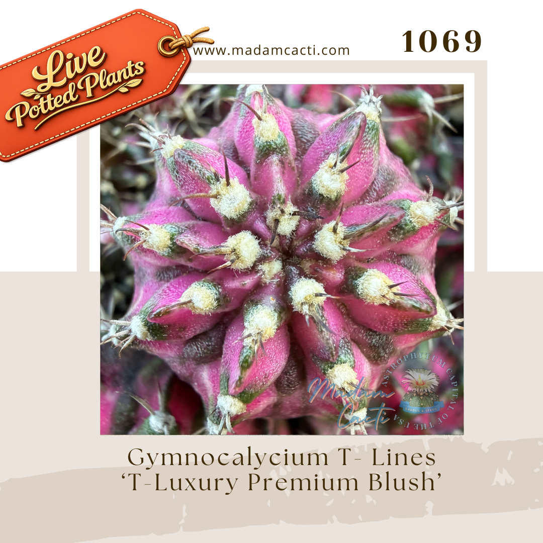 1069 – Gymnocalycium T-Lines 'T-Luxury Premium Blush' Live Potted Plant
