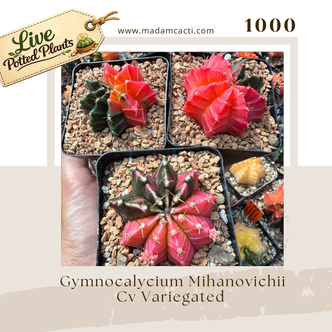 Live Potted Gymnocalycium (10).png