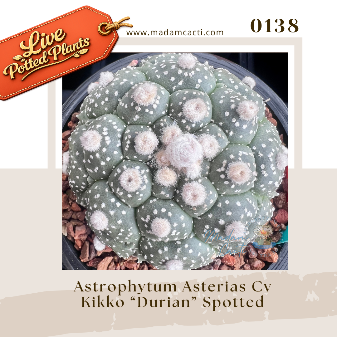 0138 – Astrophytum Asterias Cv Kikko “Durian” Spotted