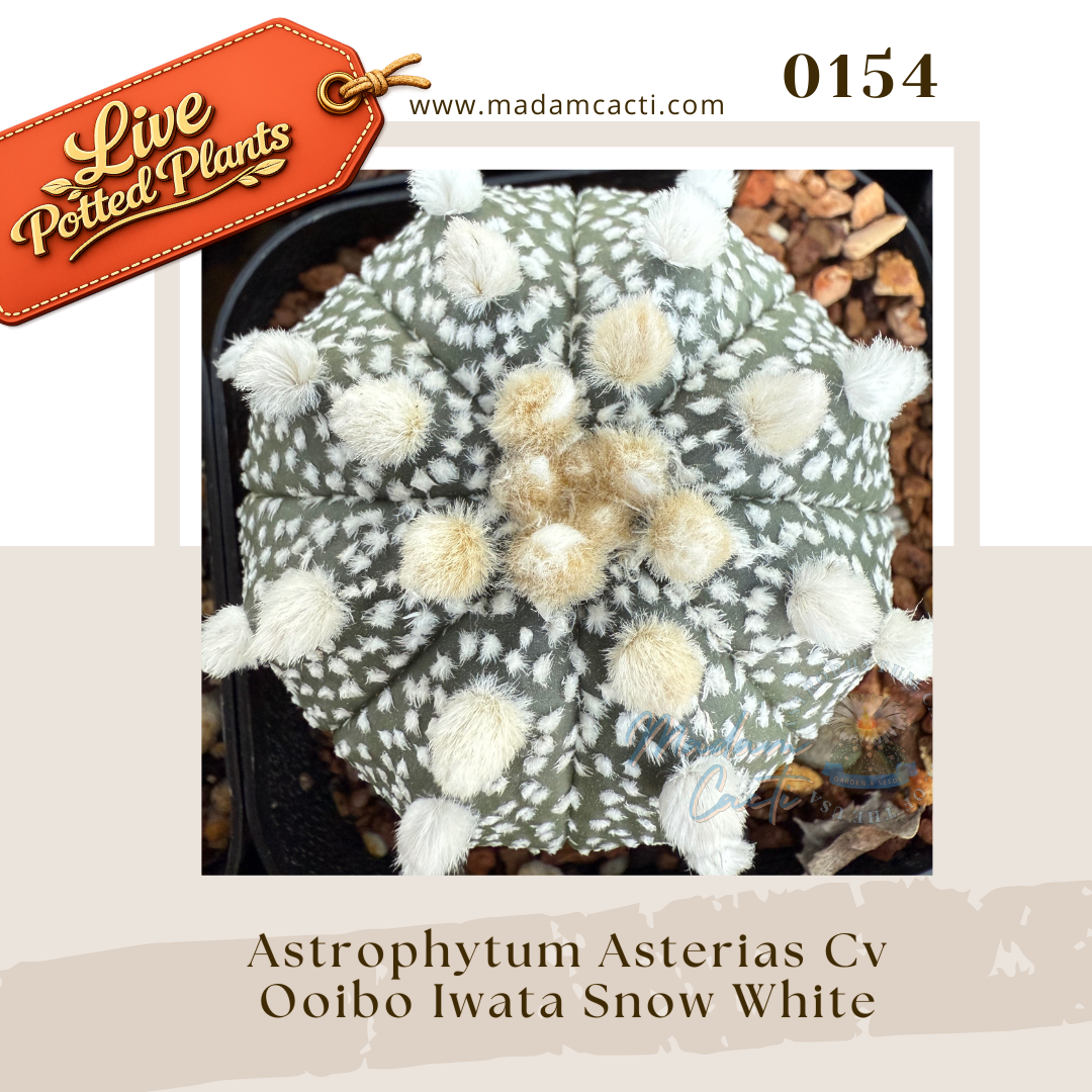 0154 – Astrophytum Asterias Cv. Oibo Iwata Snow White