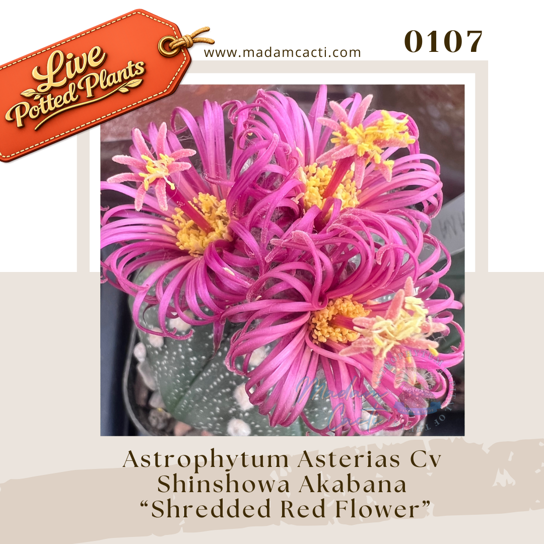 0107 – Astrophytum Asterias Cv Shinshowa Akabana “Shredded Red Flower” Live Potted Plant