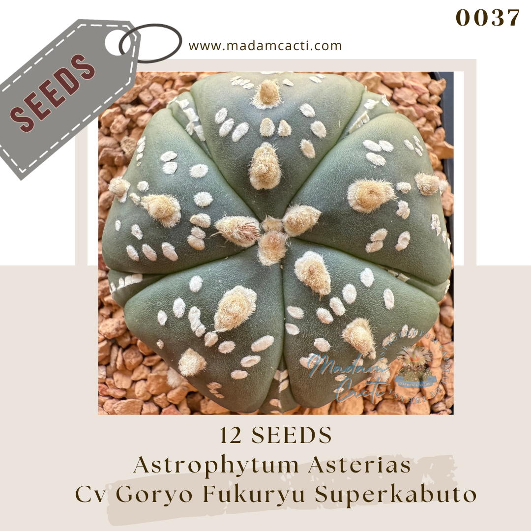 Seeds (5).png