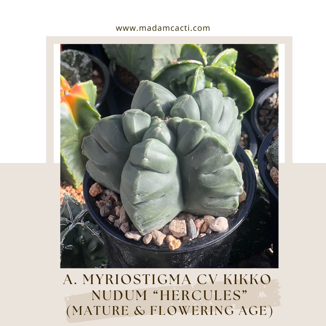 A. Myriostigma Cv Kikko Nudum "Hercules"  Madam Cacti