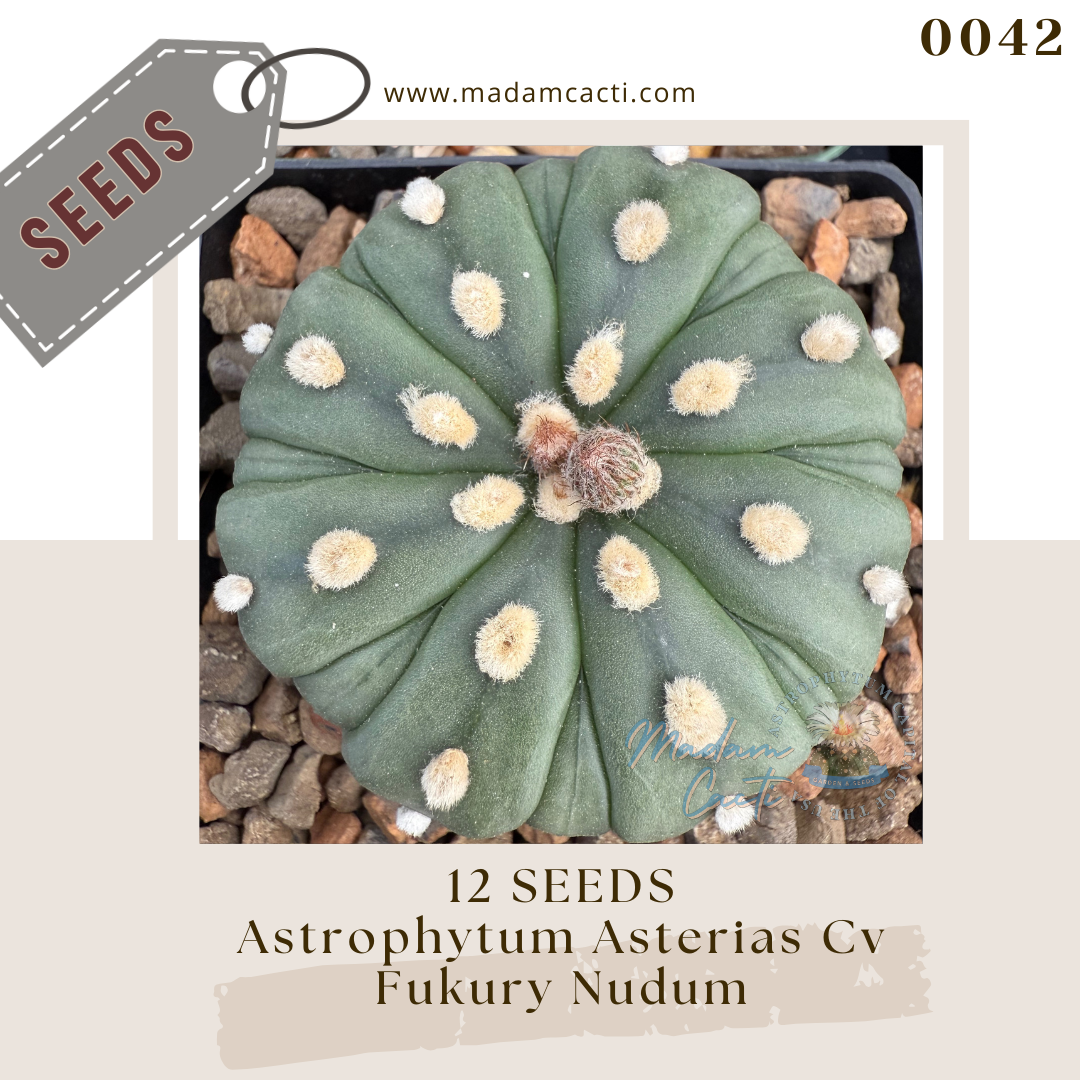 Seeds (16).png