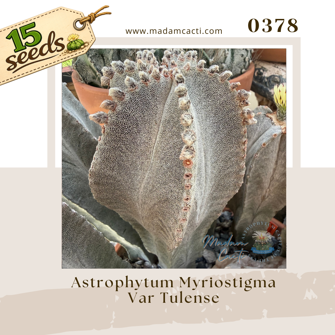 Seed Listing - Myriostigma (1).png