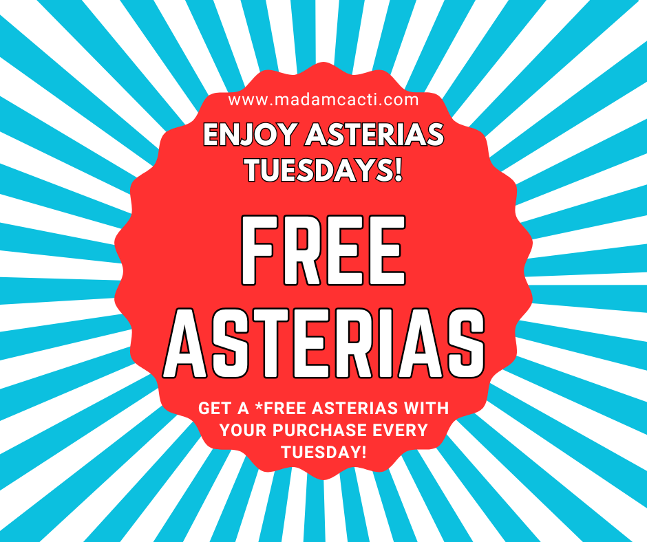 FREE ASTERIAS TUESDAY