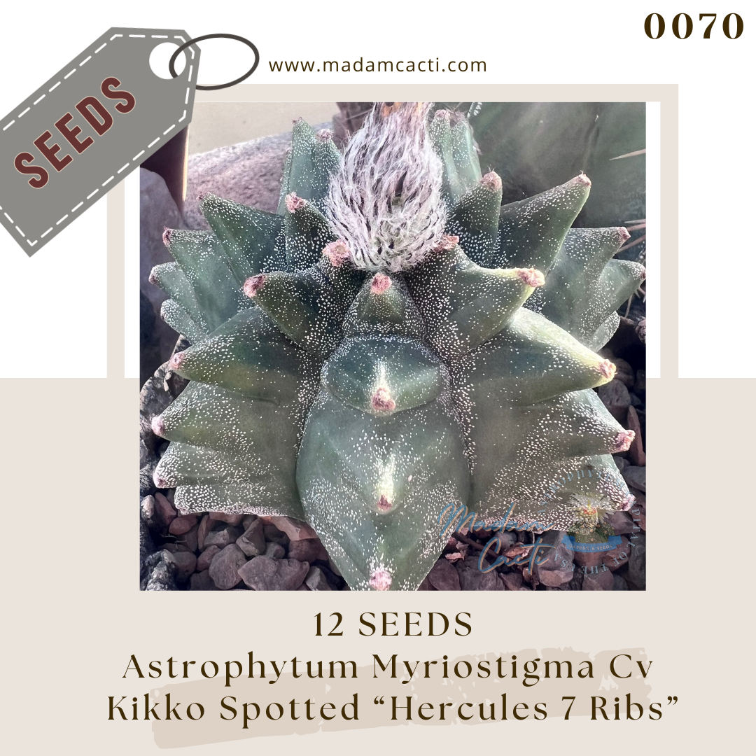 0070 A. Myriostigma Cv Kikko Spotted "Hercules 7 Ribs" (12 Seeds)