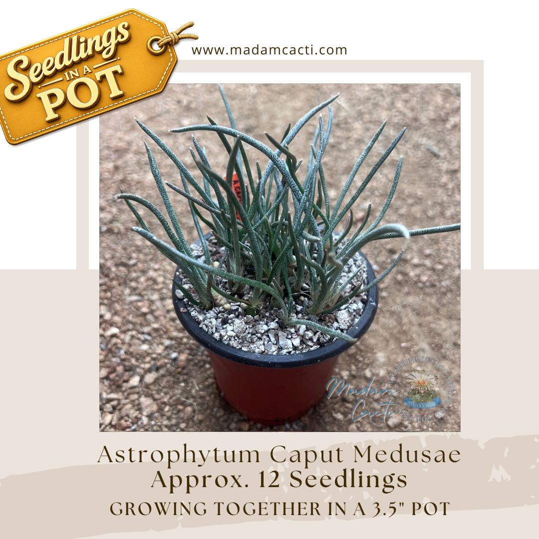 Astrophytum Caput edusae Seedlings in a Pot