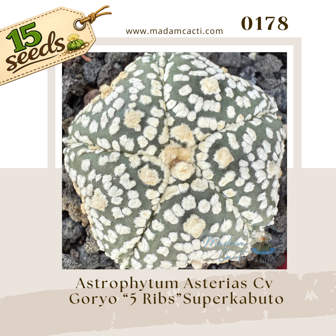 0178 – Astrophytum Asterias Cv. Goryo “5 Ribs” Superkabuto (15 Seeds)