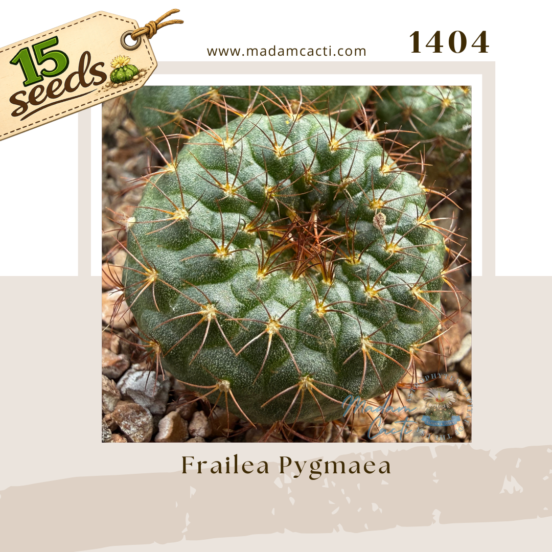 1404 – Frailea Pygmaea (15 Seeds)