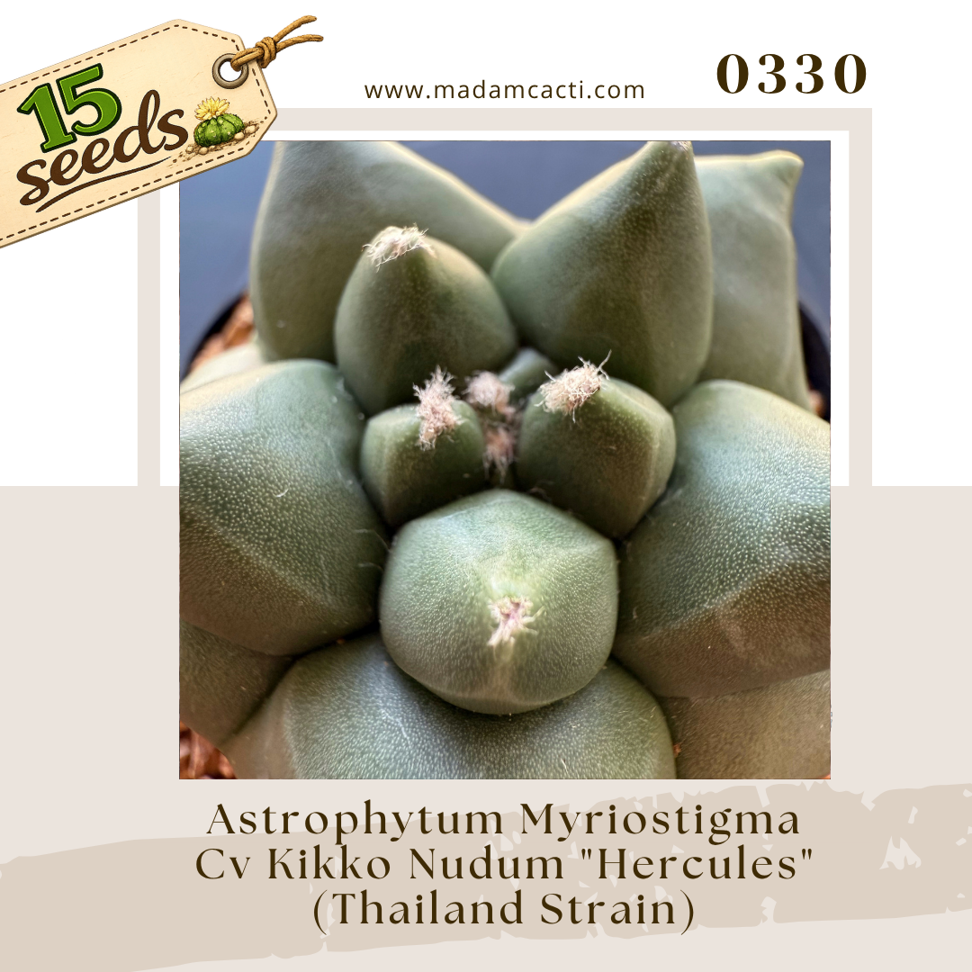 Seed Listing - Myriostigma (6).png