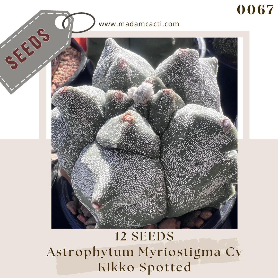 0067 A. Myriostigma Cv Kikko Spotted  (12 Seeds)