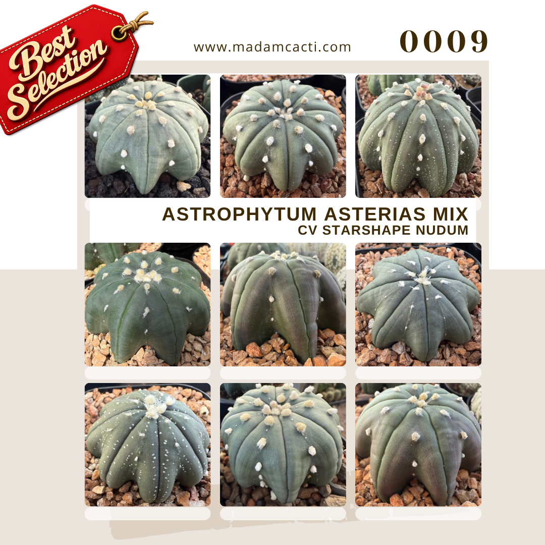 SEED MIXES (21).png
