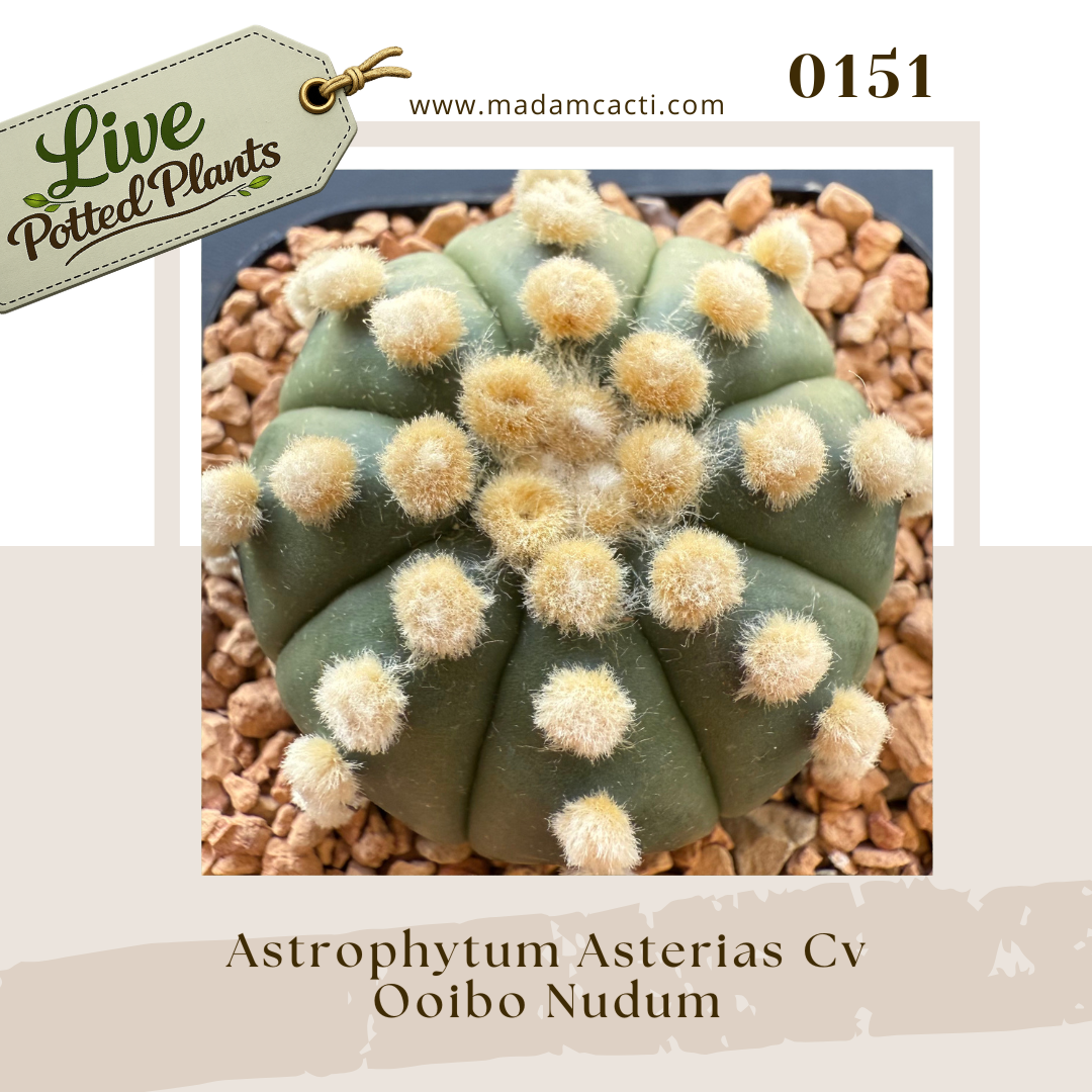 0151 – Astrophytum Asterias Cv. Ooibo Nudum Live Potted Plant