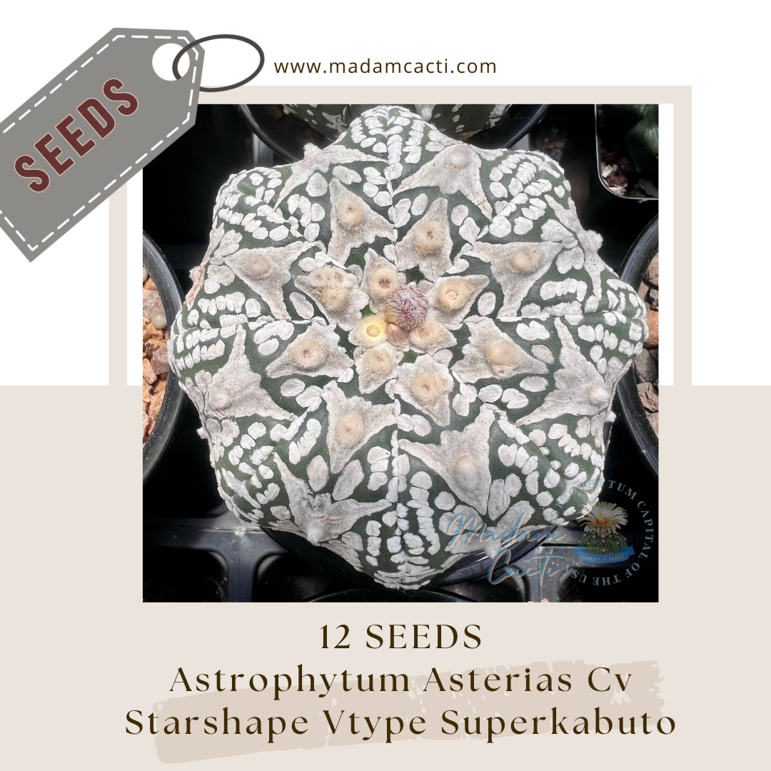 Seeds(2).png