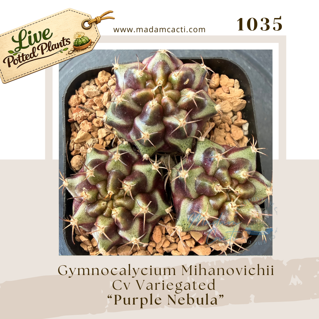 1035 – Gymnocalycium Mihanovichii Cv. Variegated “Purple Nebula”