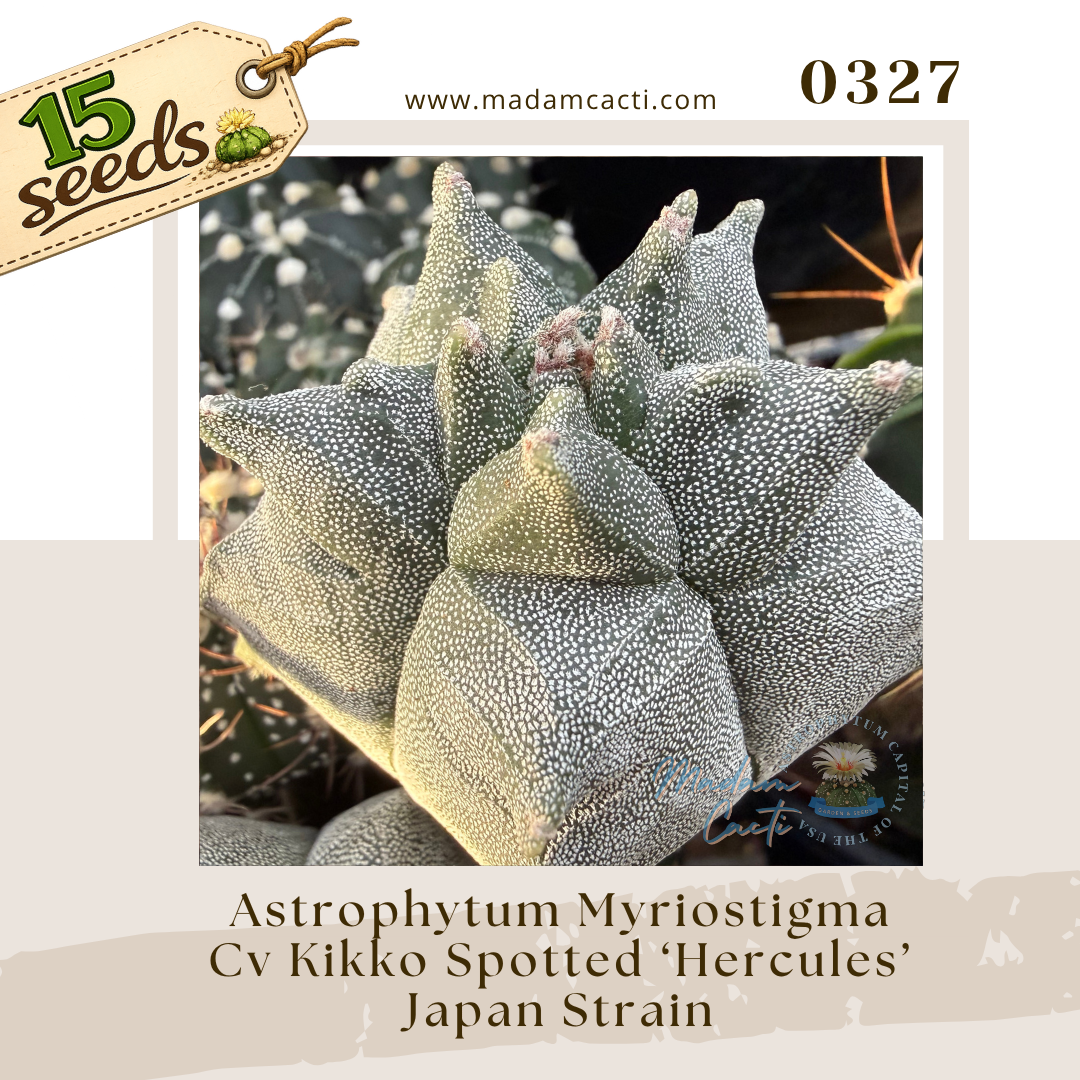 0327 – Astrophytum Myriostigma Cv. Kikko Spotted “Hercules” Japan Strain (15 Seeds)