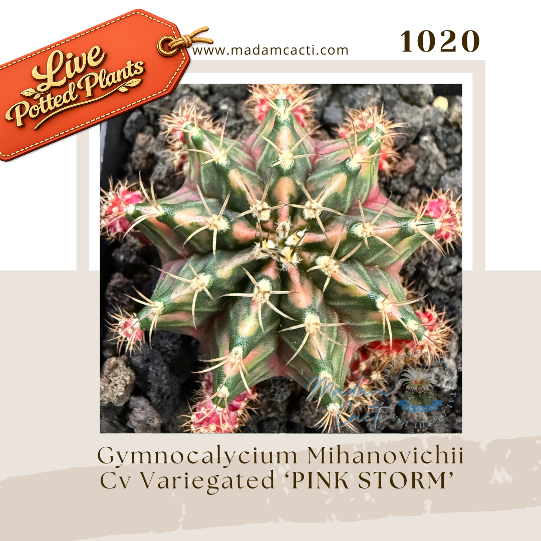 Live Potted Gymnocalycium (18).png