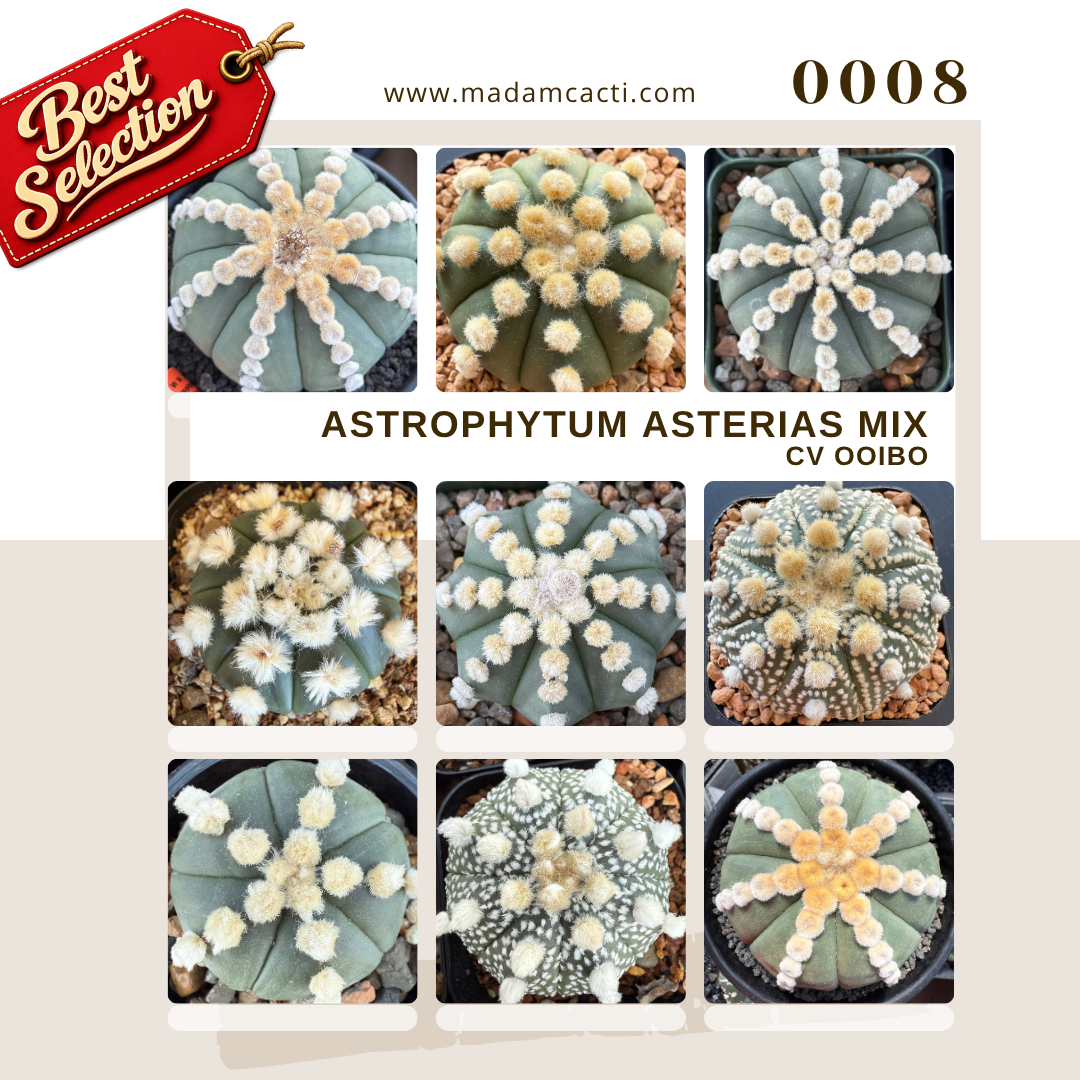 0008 – Astrophytum Asterias Cv. Oibo Seed Mix