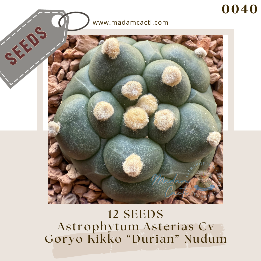 Seeds (15).png