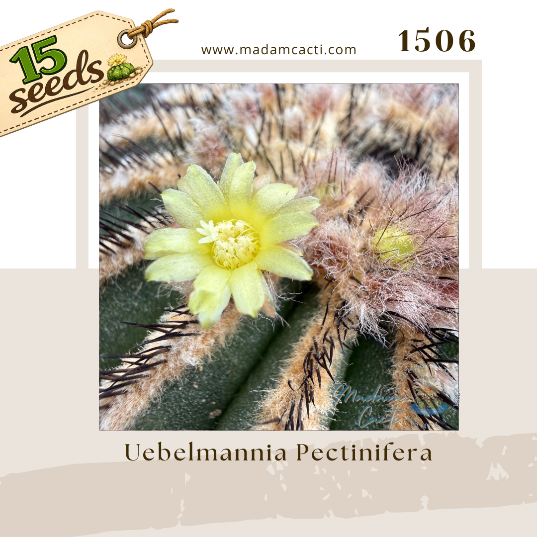 Seed Listing Other Rarities (14).png