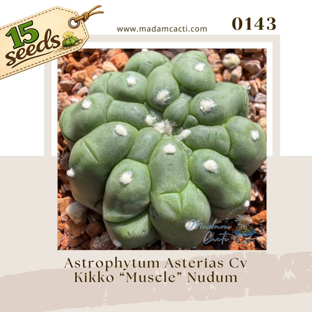 Seed Listing - ASTERIAS (39).png