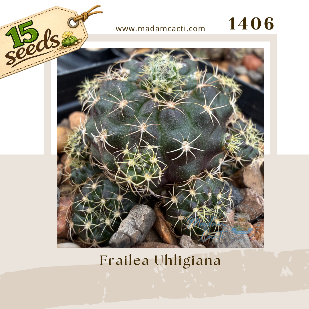 1406 – Frailea Uhligiana (15 Seeds)