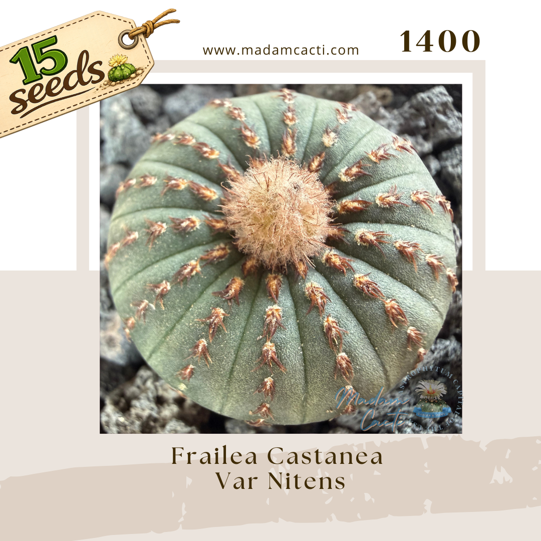 Seed Listing - Frailea (2).png