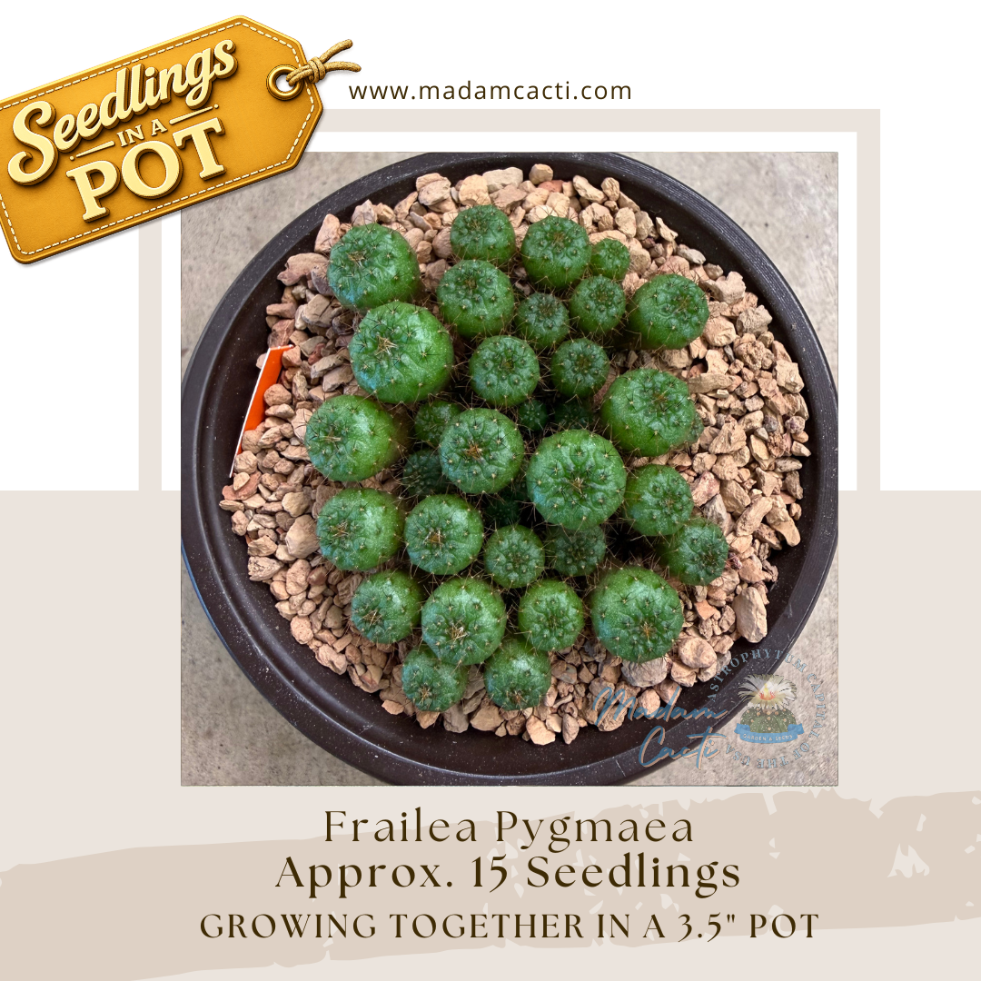 Frailea Pygmaea Seedlings in a Pot (Approx. 15 Seedlings)