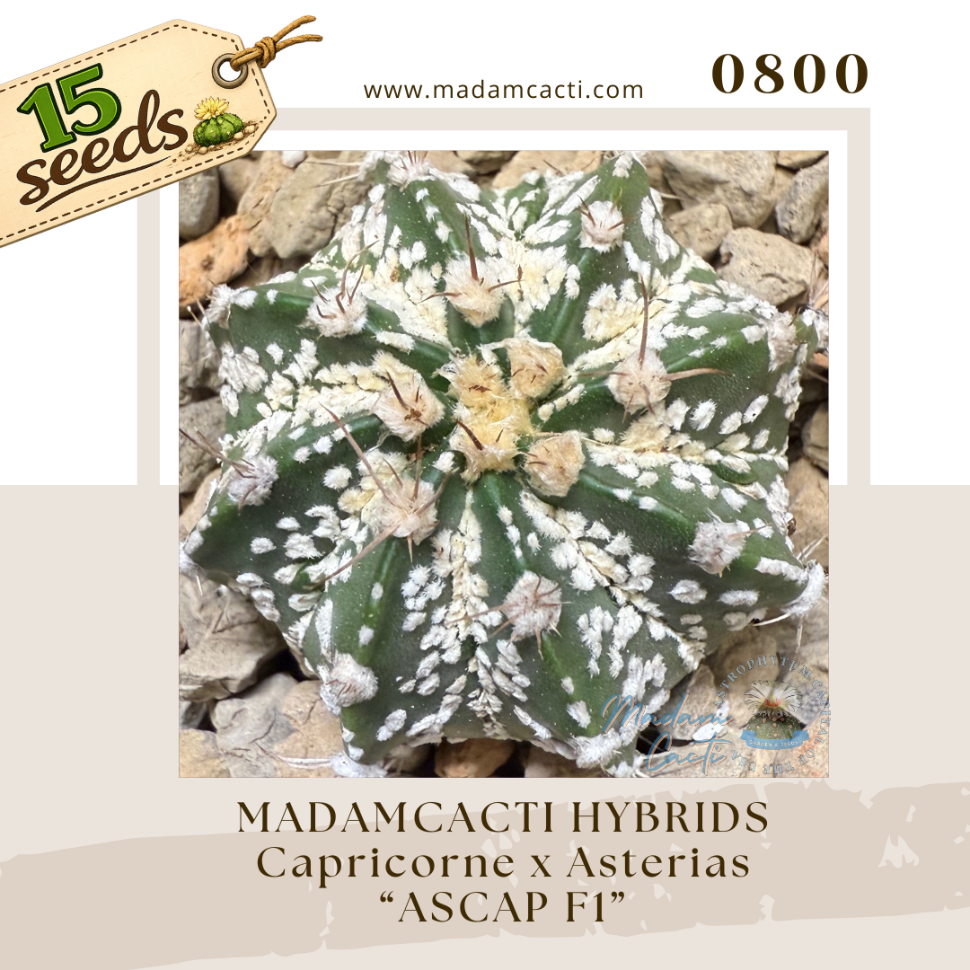 Seed Listing - Astro Hybrid (2).png