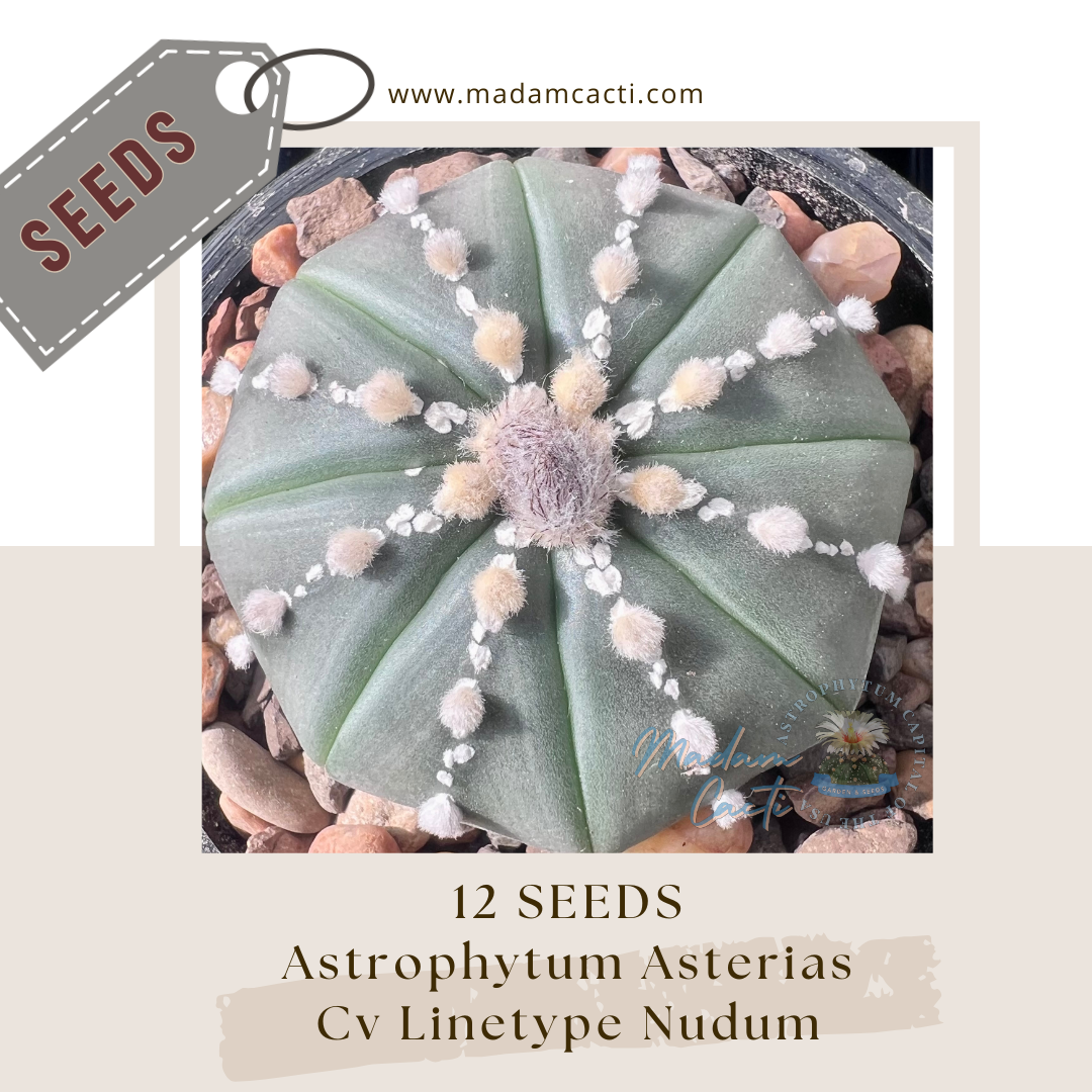Seeds(9).png