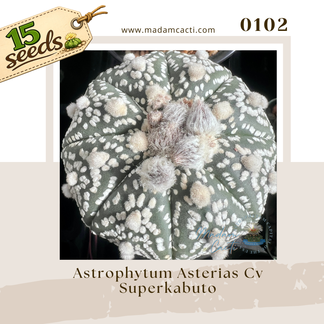 Seed Listing - ASTERIAS (37).png