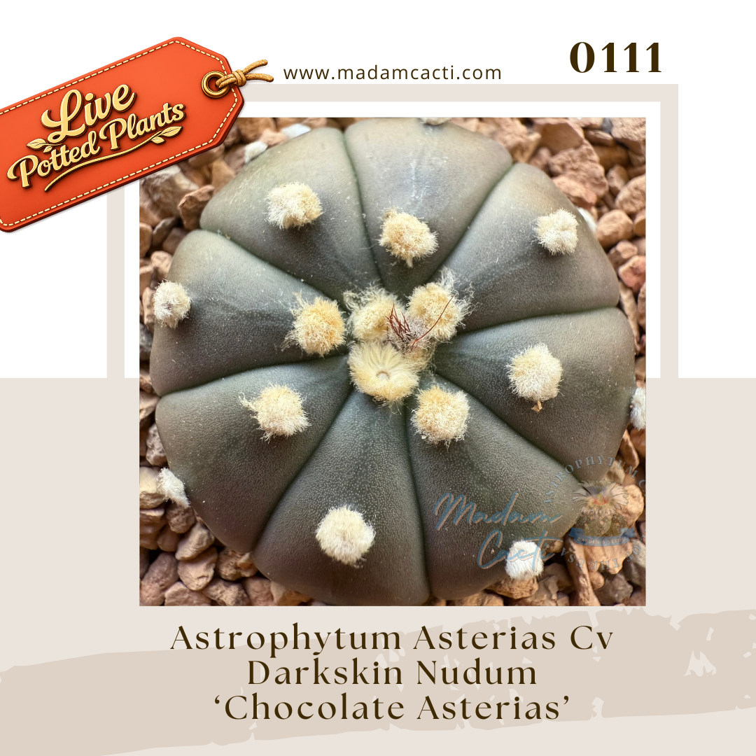 0111 – Astrophytum Asterias Cv. Darkskin Nudum