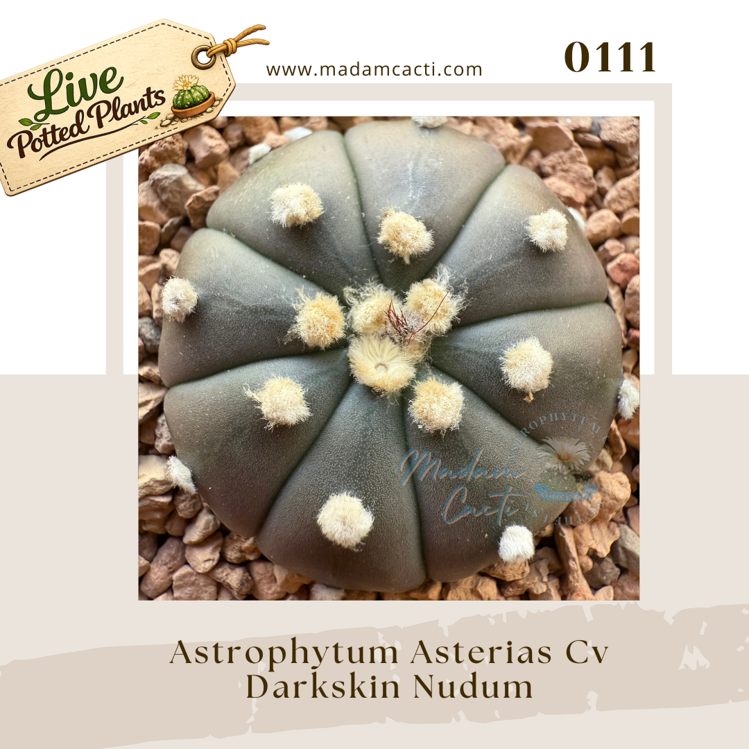 Asterias Live Plants (4).png